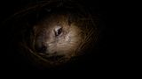 Fotogalerie: Tiere im Winterschlaf - Bild 8