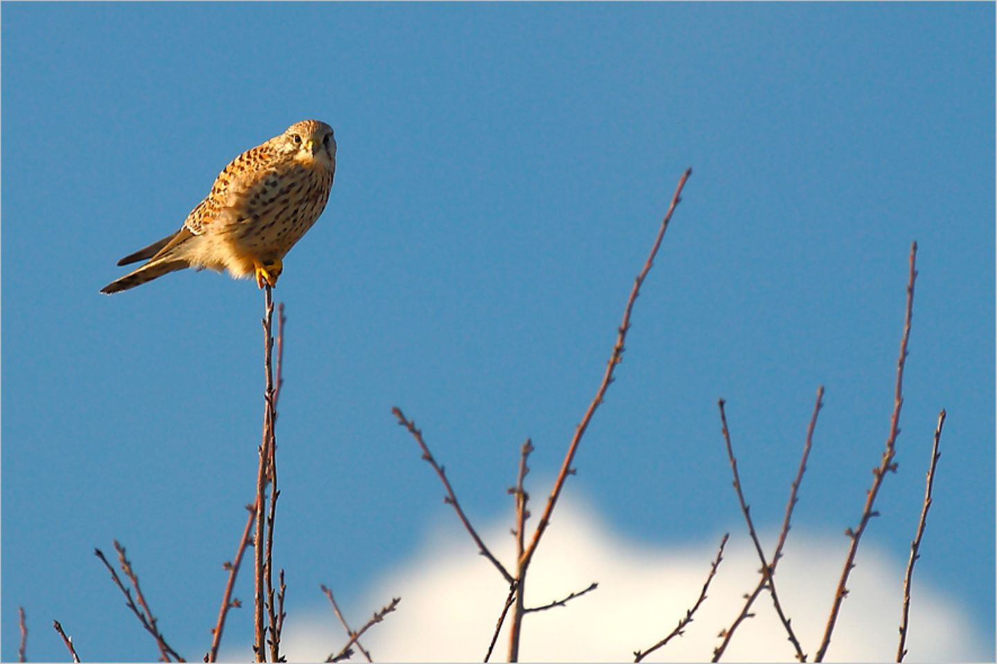 Turmfalke