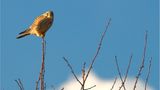 Turmfalke