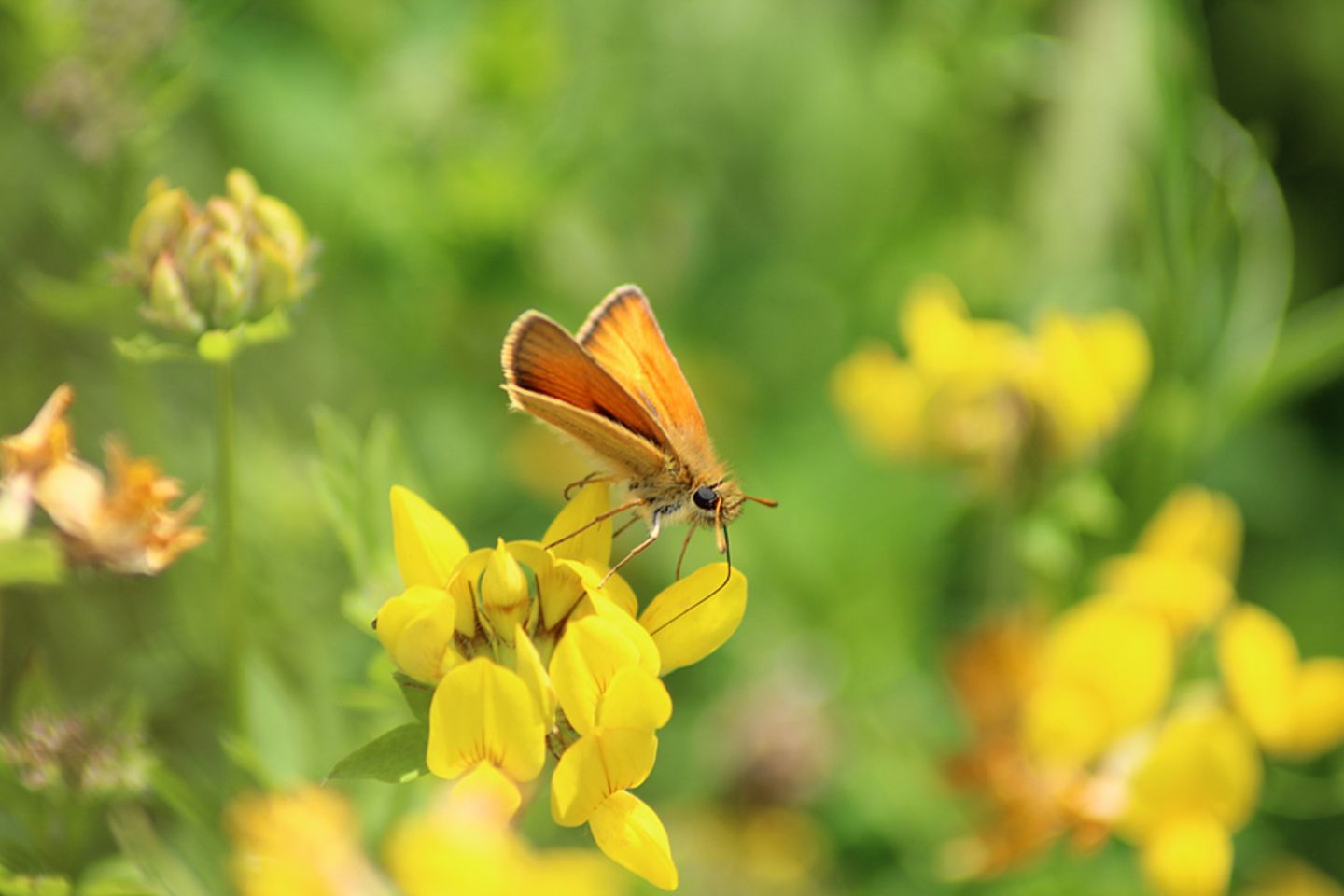 Schmetterling
