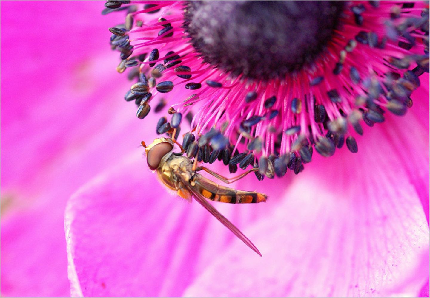 Schwebfliege