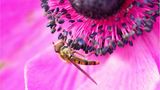Schwebfliege