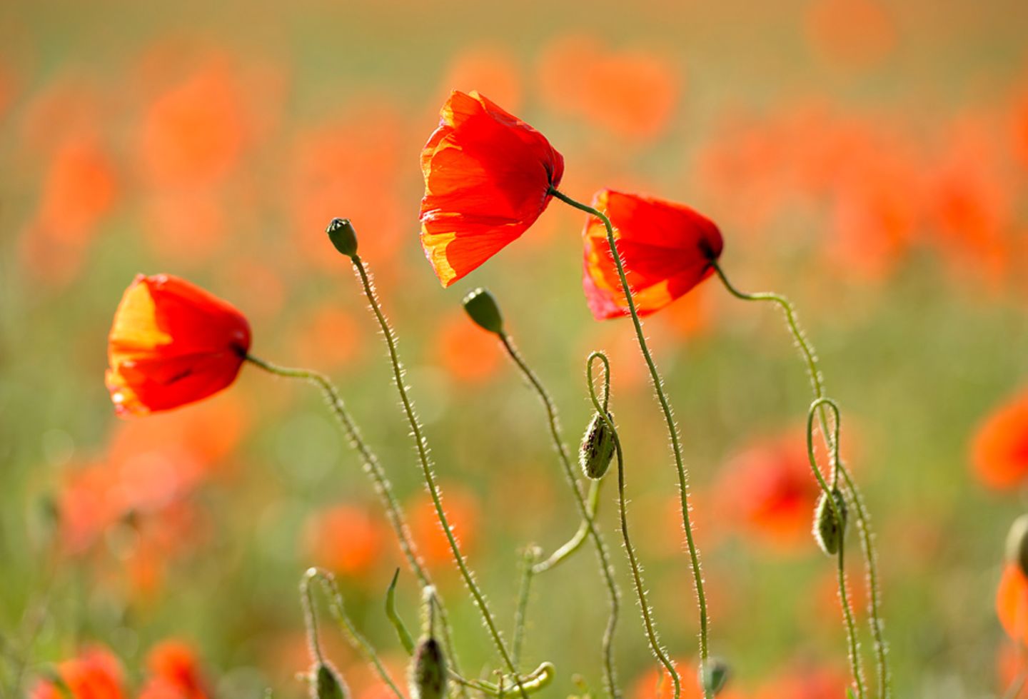 Mohnblumen