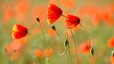 Mohnblumen
