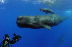 Fotogalerie: "Planet Ocean" - Bild 2