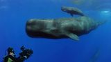 Fotogalerie: "Planet Ocean" - Bild 2
