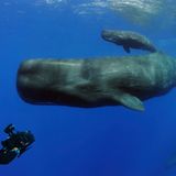 Fotogalerie: "Planet Ocean" - Bild 2