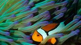 Fotogalerie: "Planet Ocean" - Bild 3