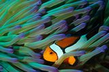 Fotogalerie: "Planet Ocean" - Bild 3