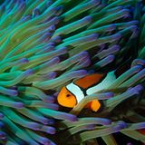 Fotogalerie: "Planet Ocean" - Bild 3