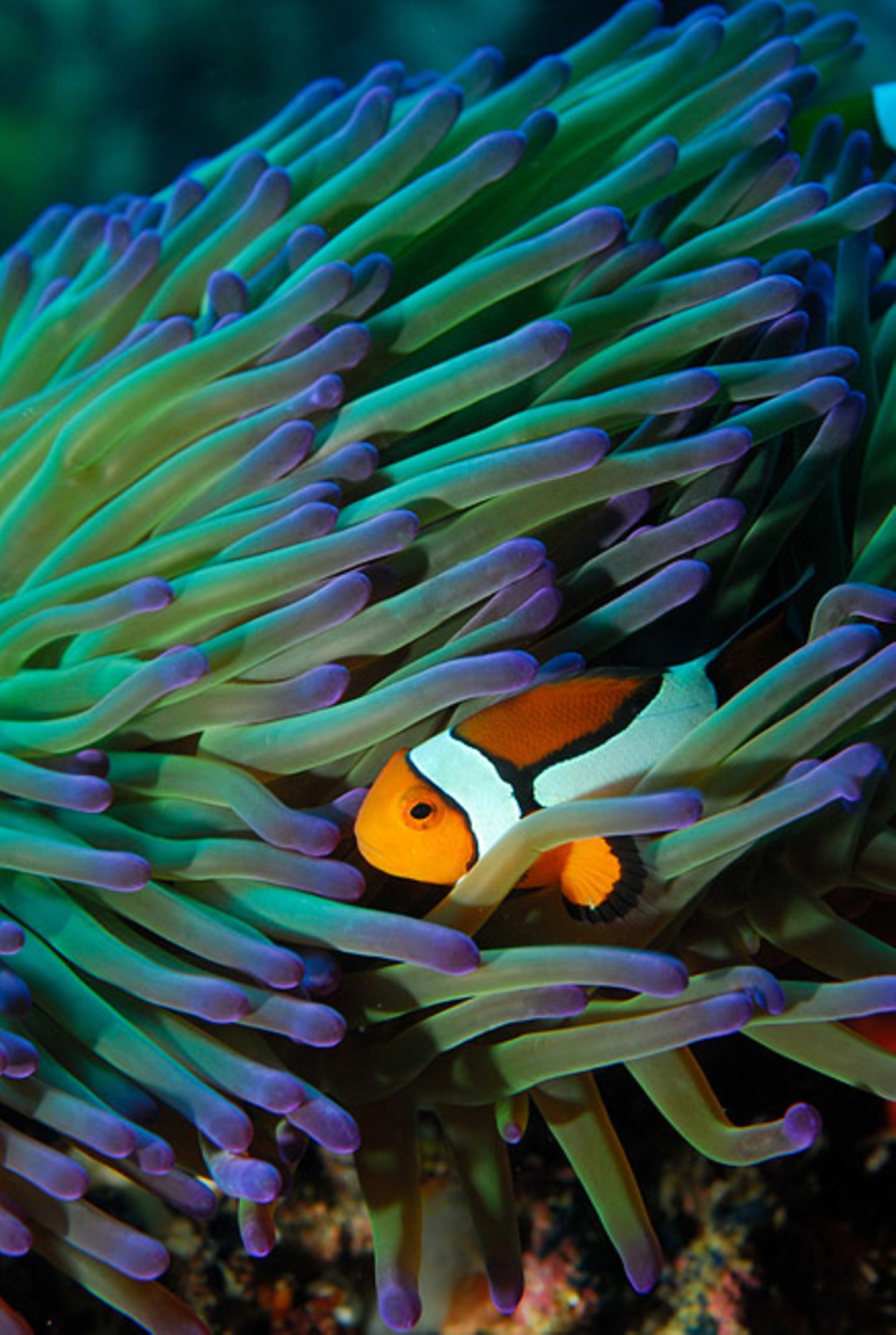 Fotogalerie: "Planet Ocean" - Bild 3
