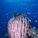 Fotogalerie: "Planet Ocean" - Bild 5