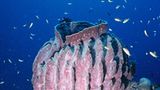 Fotogalerie: "Planet Ocean" - Bild 5