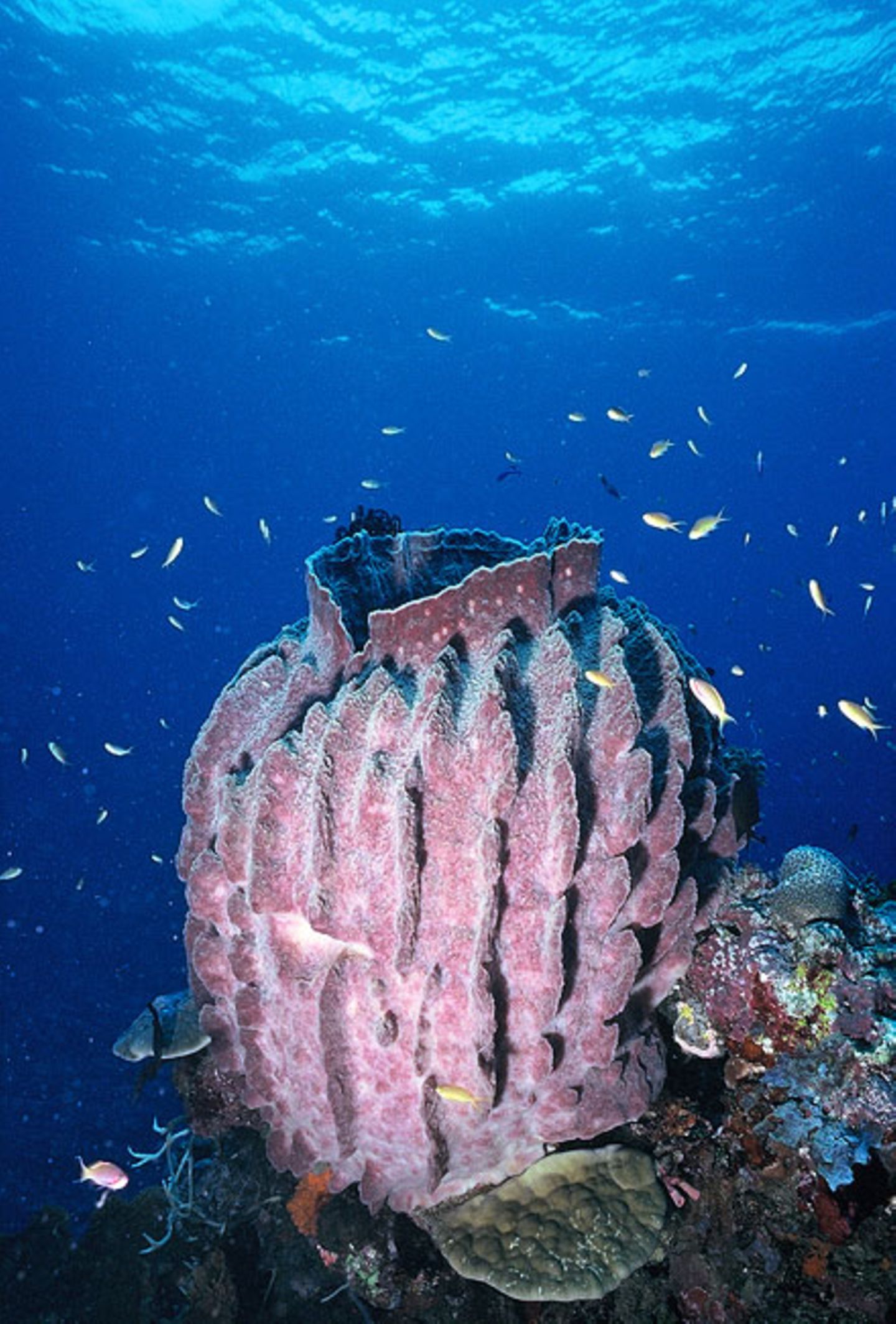 Fotogalerie: "Planet Ocean" - Bild 5
