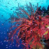 Fotogalerie: "Planet Ocean" - Bild 7