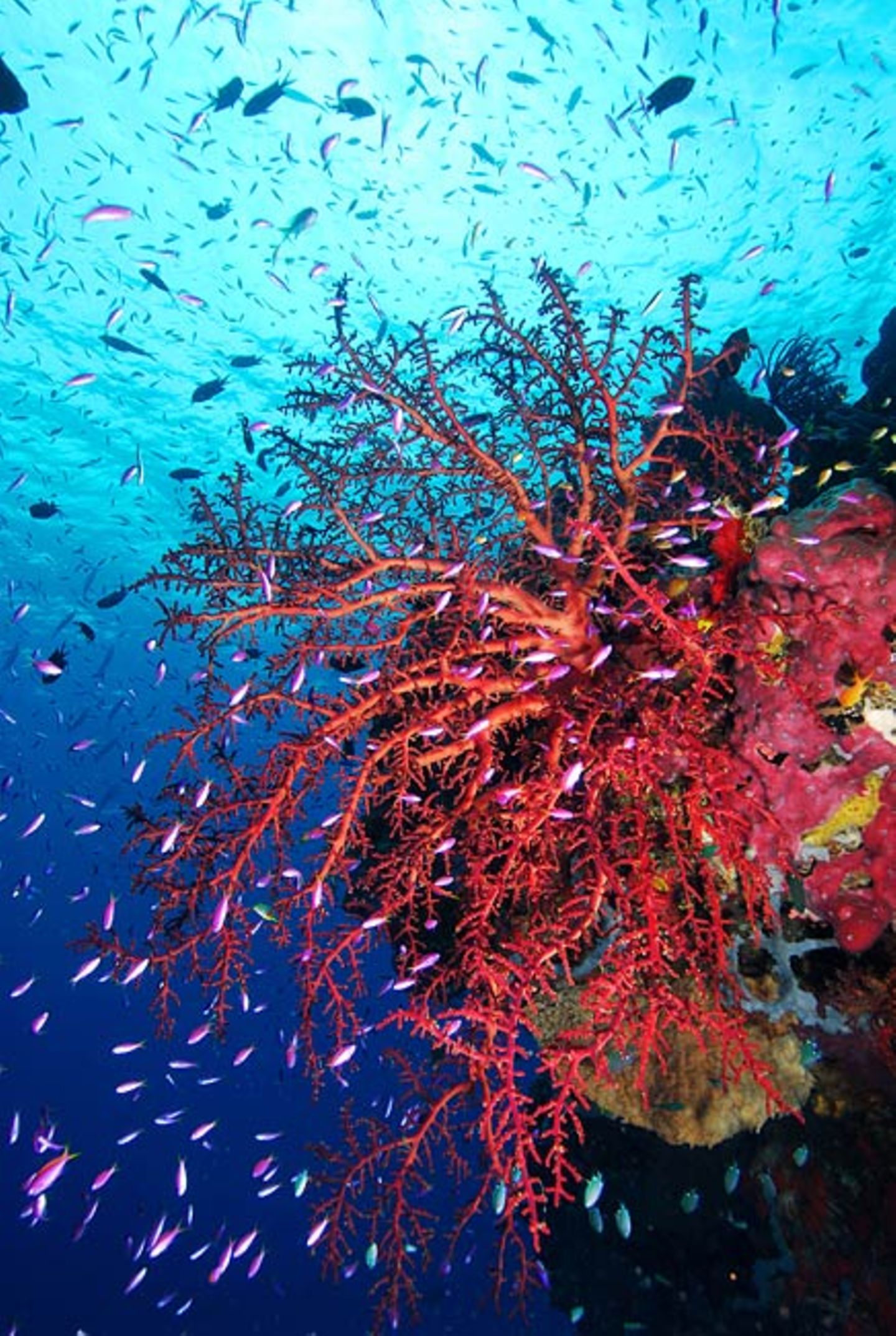 Fotogalerie: "Planet Ocean" - Bild 7