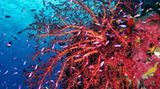 Fotogalerie: "Planet Ocean" - Bild 7
