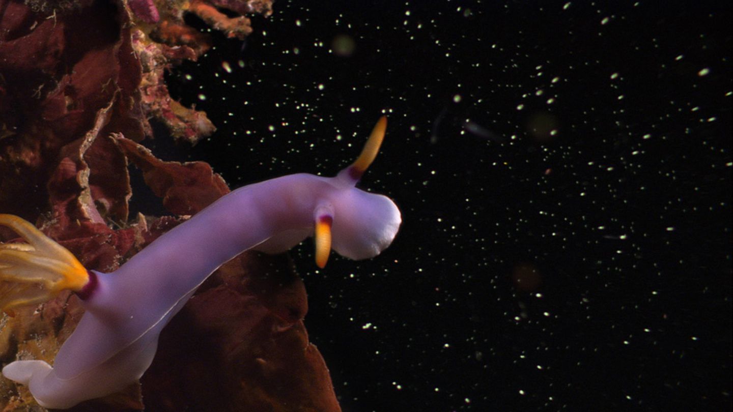 Fotogalerie: "Planet Ocean" - Bild 8