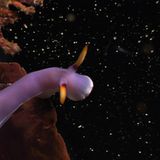 Fotogalerie: "Planet Ocean" - Bild 8