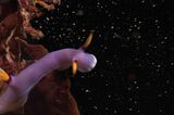 Fotogalerie: "Planet Ocean" - Bild 8