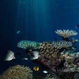 Fotogalerie: "Planet Ocean" - Bild 9