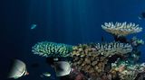 Fotogalerie: "Planet Ocean" - Bild 9