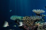 Fotogalerie: "Planet Ocean" - Bild 9
