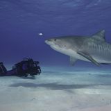 Fotogalerie: "Planet Ocean" - Bild 10