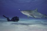 Fotogalerie: "Planet Ocean" - Bild 10