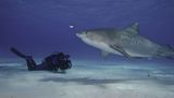 Fotogalerie: "Planet Ocean" - Bild 10