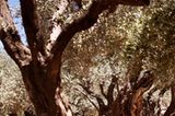 Fotogalerie: Jerusalem - Bild 2