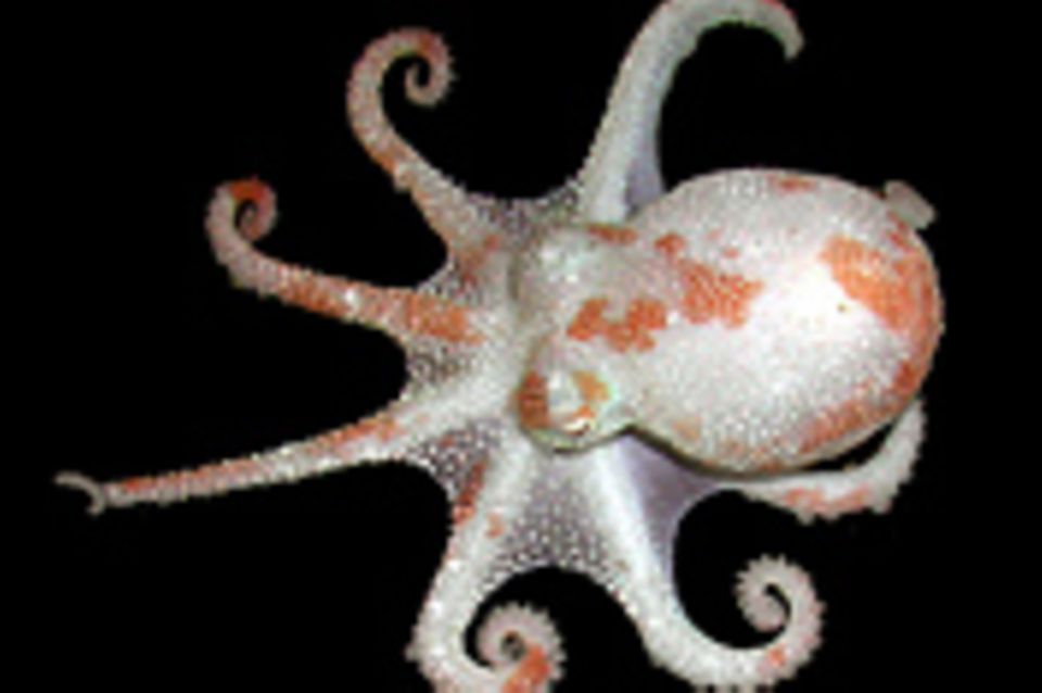 Fotogalerie: Kraken