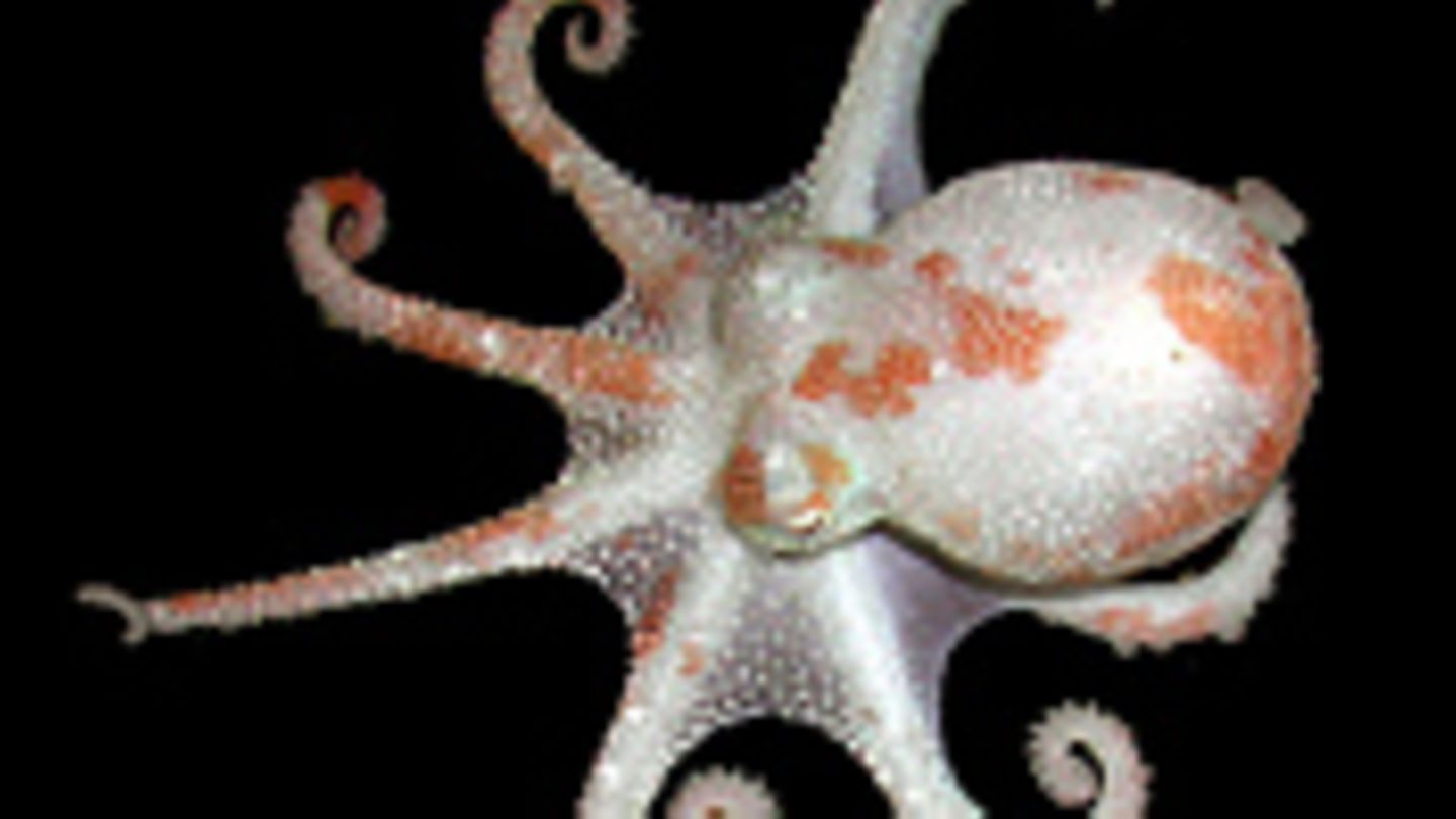 Fotogalerie Kraken [GEO]