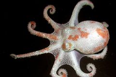 Fotogalerie: Kraken