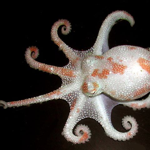 Fotogalerie: Kraken
