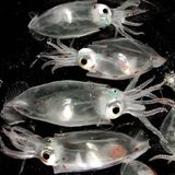 Fotogalerie: Kraken - Bild 3