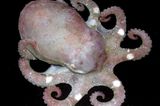Fotogalerie: Kraken - Bild 5