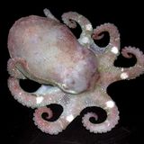 Fotogalerie: Kraken - Bild 5