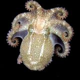 Fotogalerie: Kraken - Bild 8