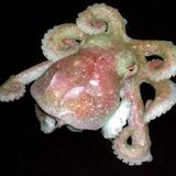 Fotogalerie: Kraken - Bild 9