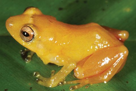 Biodiversität: Unbekannte Erdbewohner