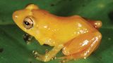 Gelbfärber-Regenfrosch