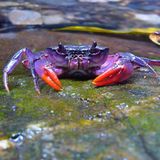 Insulamon palawanense