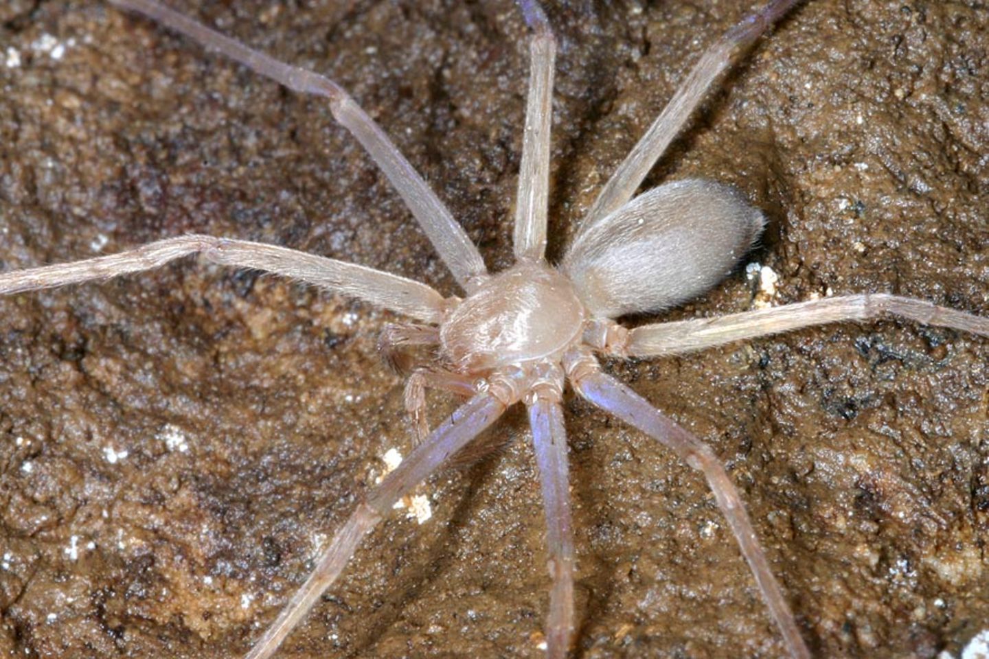 Biodiversität: Unbekannte Erdbewohner - Bild 4