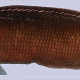 Biodiversität: Unbekannte Erdbewohner - Bild 5