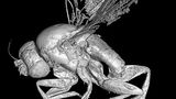 Biodiversität: Unbekannte Erdbewohner - Bild 6