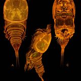 Biodiversität: Unbekannte Erdbewohner - Bild 7