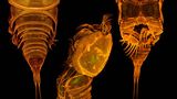 Biodiversität: Unbekannte Erdbewohner - Bild 7