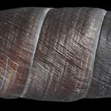 Biodiversität: Unbekannte Erdbewohner - Bild 8