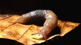 Biodiversität: Unbekannte Erdbewohner - Bild 9